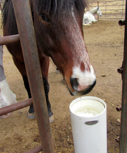 How to Monitor Livestock Water Intake With Technology