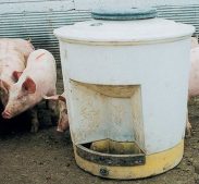 Signs of Dehydration in Pigs and Hogs