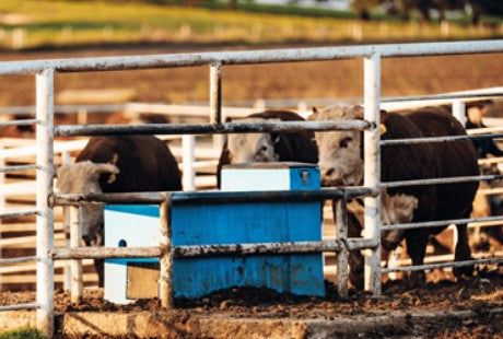 How to Clean Livestock Waterers and Maintain Water Hygiene
