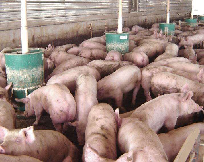 Innovative Pig Feeders: Which Upgrades Actually Save Time and Feed?