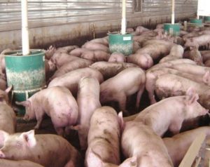 Types of Pig Feeders: Designs, Uses, and Key Differences