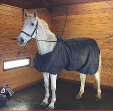 Horse Supplies for Stalls, Trailers and Everyday Horse Care