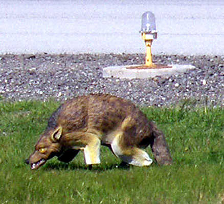 3D Coyote