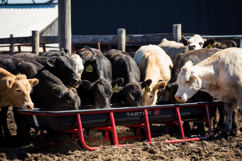 Feed Trough Liner - 10'