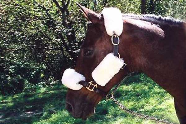 Bridle Cover Set