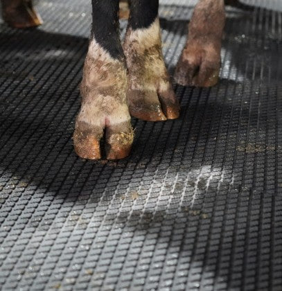 Diary Cattle Mat Kit 100' x 35"