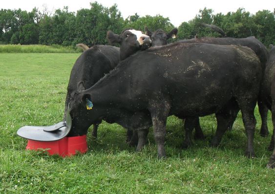 Ground Mineral Feeder