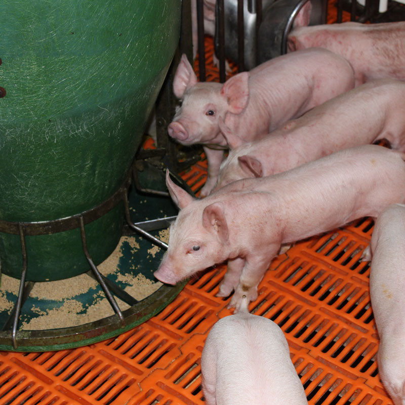 Nursery Pig Feeder - 50 lb capacity