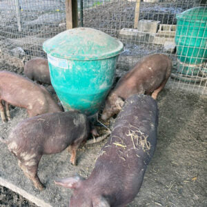 Nursery Pig Feeder - 235 lb capacity