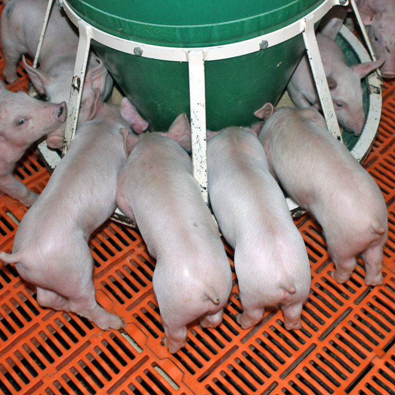 Wean-To-Finish Pig Feeder - 235 lb, 4.5bu
