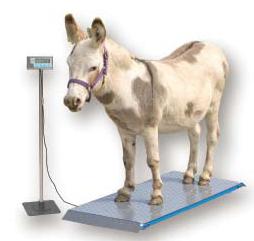Floor Scale 1,000 pound capacity