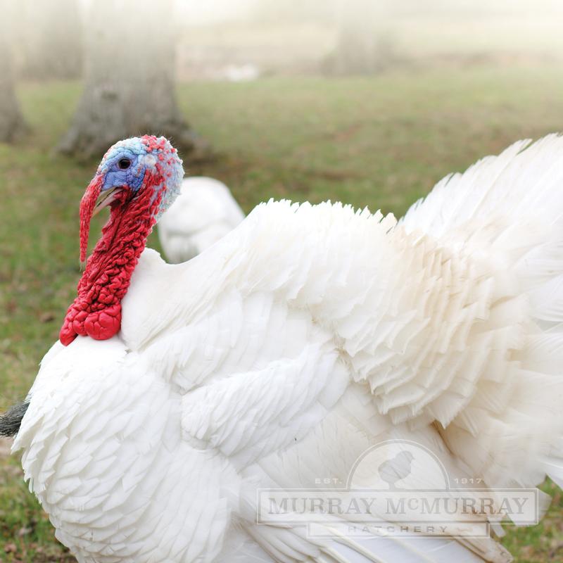 Turkey Feed - Organic