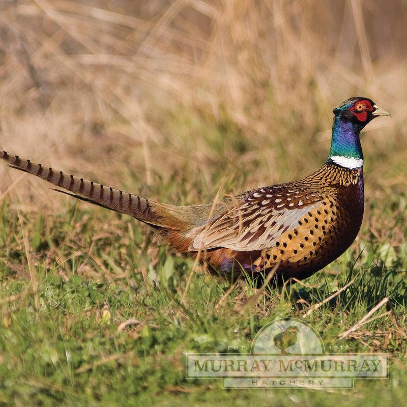 Wild Gamebird Feed - Organic