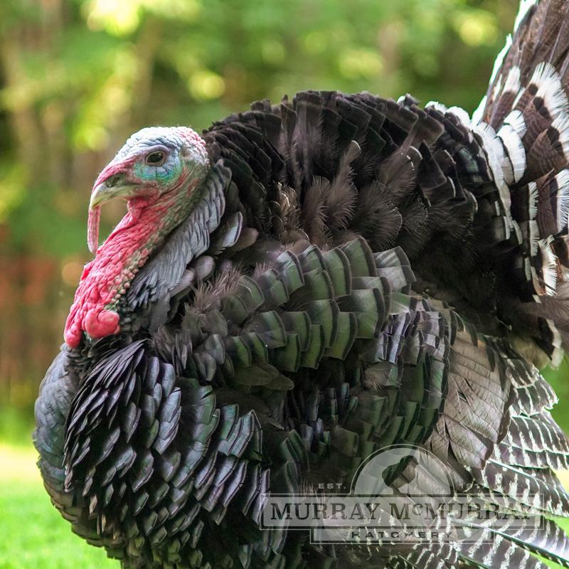 Turkey Feed - Organic