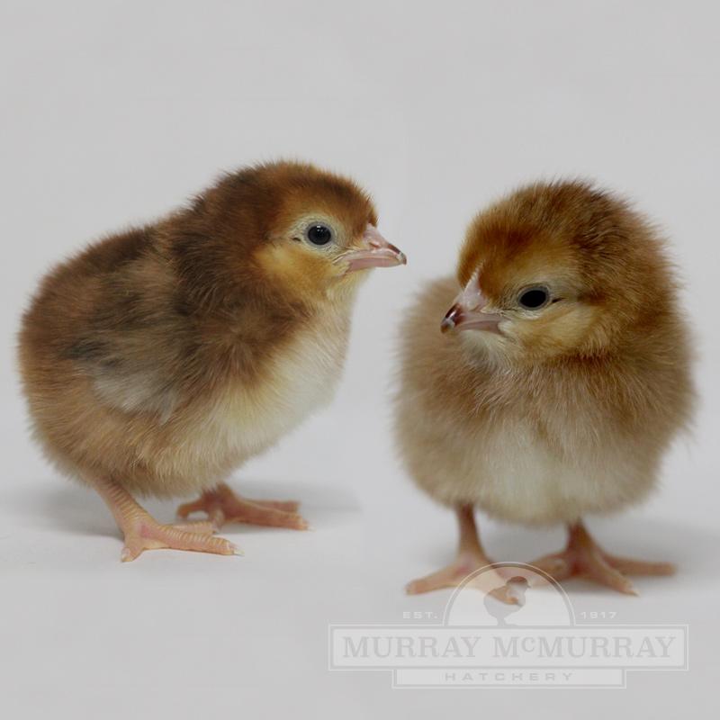 Broiler Finisher Chicken Feed - Organic