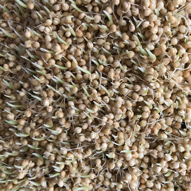 Proso Millet