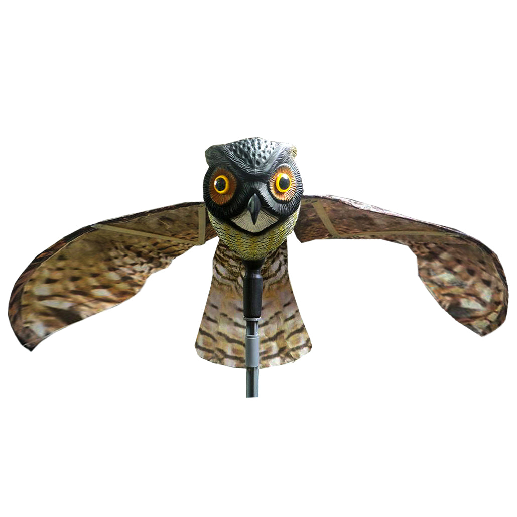 Prowler Owl
