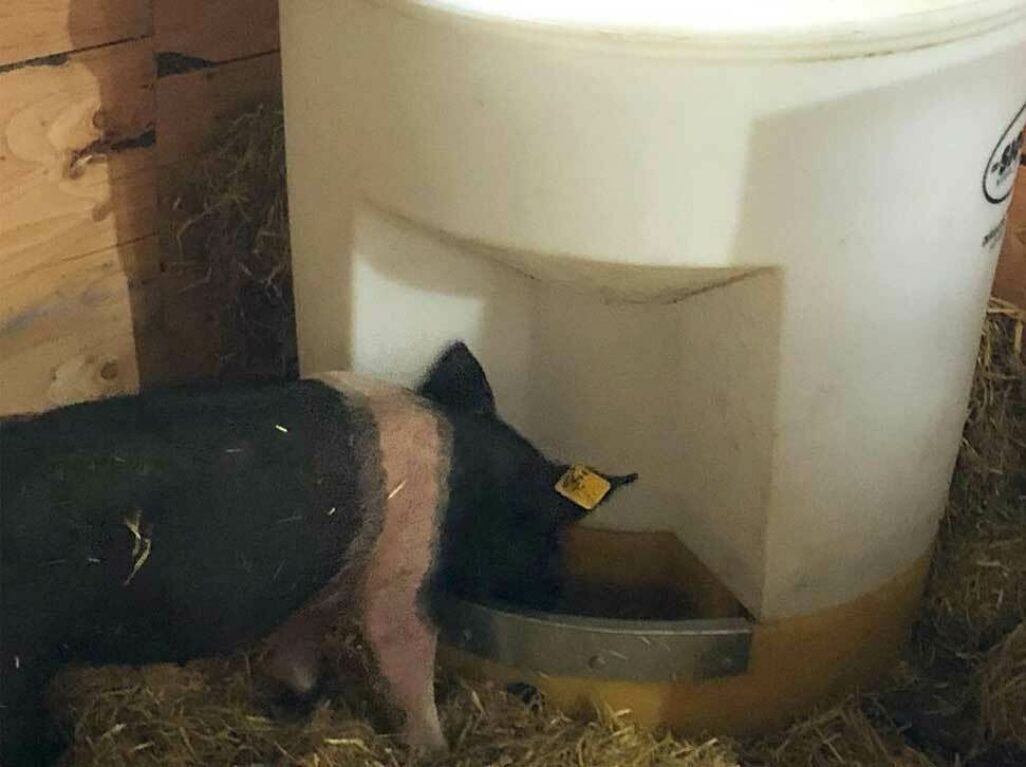 Hog Waterer - 80 gallons