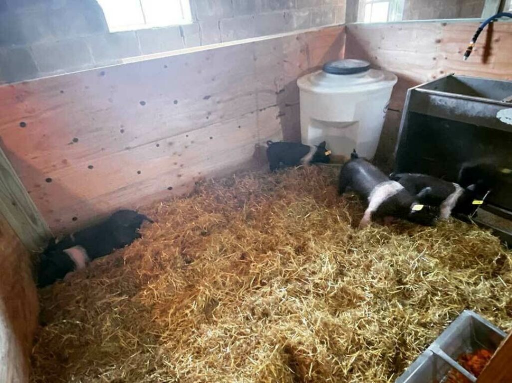 Hog Waterer - 80 gallons