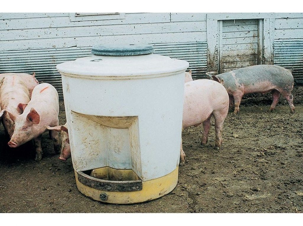Hog Waterer - 80 gallons