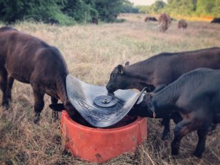 Ground Mineral Feeder - Sioux Steel