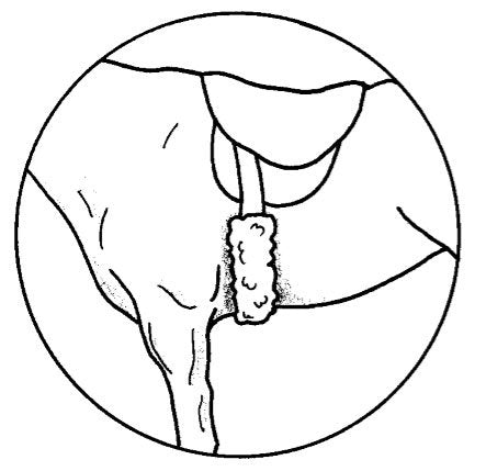 Girth Strap Cover - 31.5" x 6"