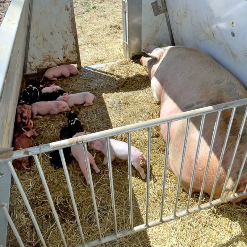 Hog Hut - Farrowing House