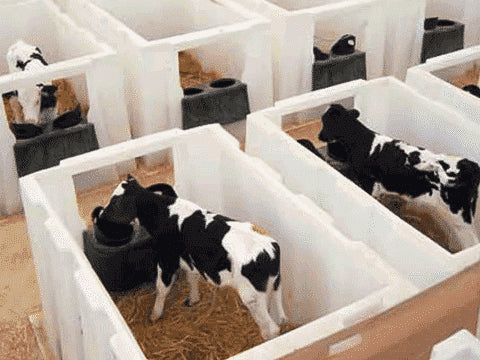 Indoor Nursery with Feeder