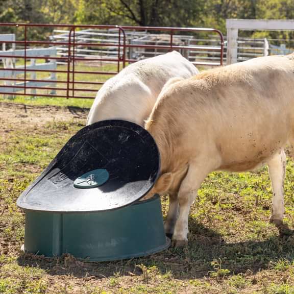 Ground Mineral Feeder - Behlen