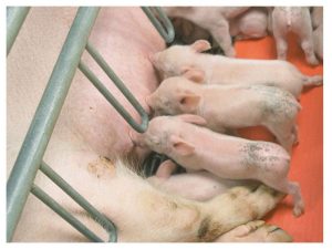 Farrowing Heat Pad - 2' x 5'