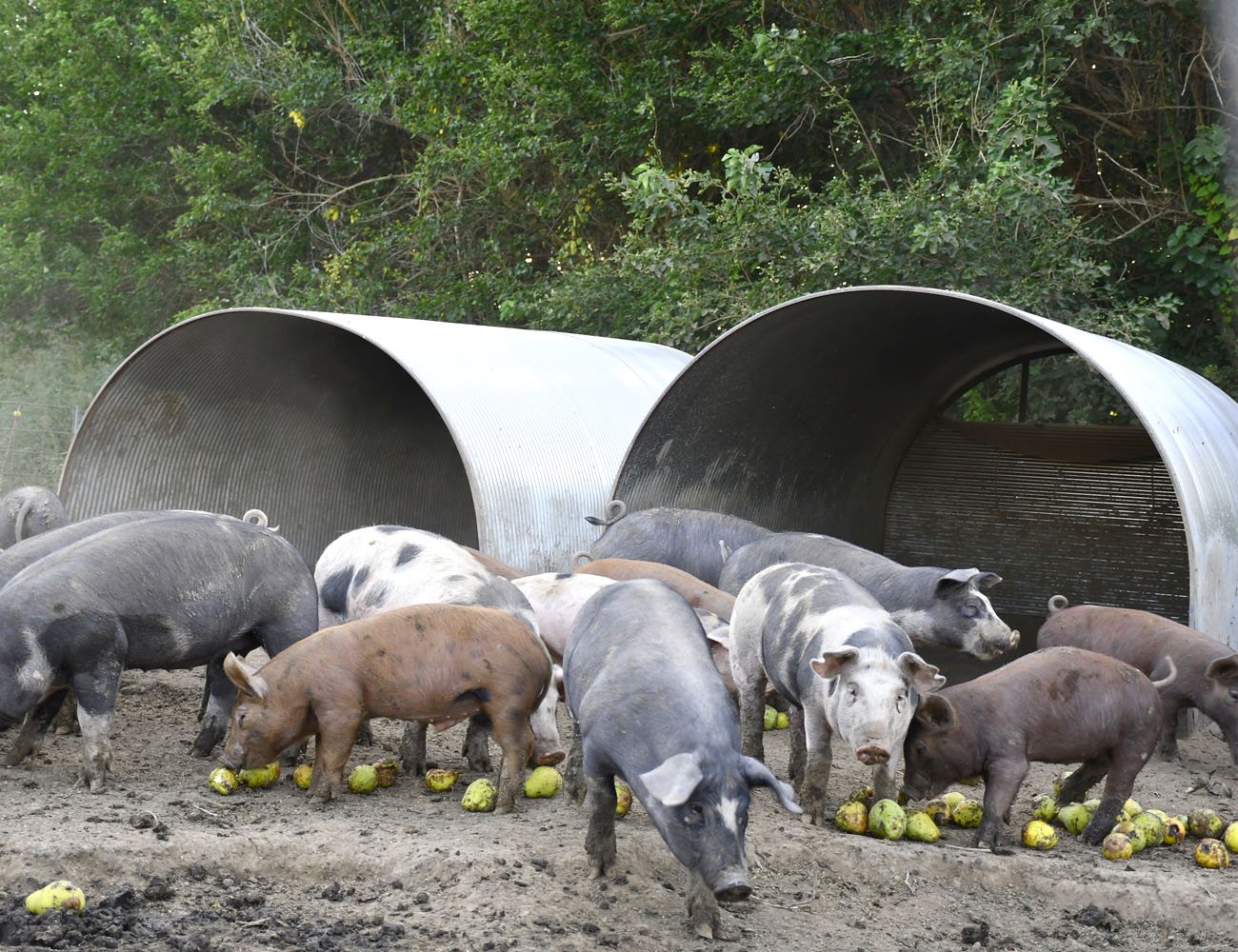 Pigs and hogs in front of shelter