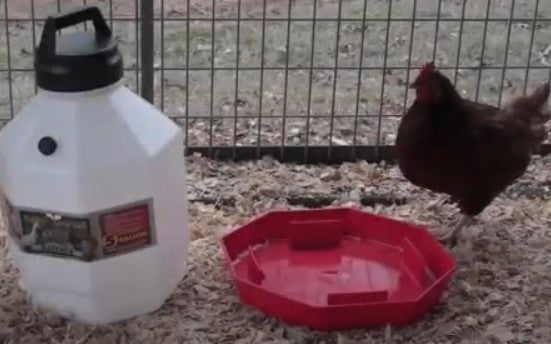 Poultry Waterer - 7 gallons