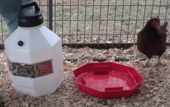 Poultry Waterer - 5 Gallons
