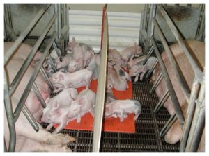 Farrowing Heat Pad - 2' x 3'