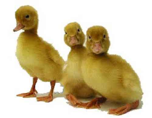 Pekin Duck - White