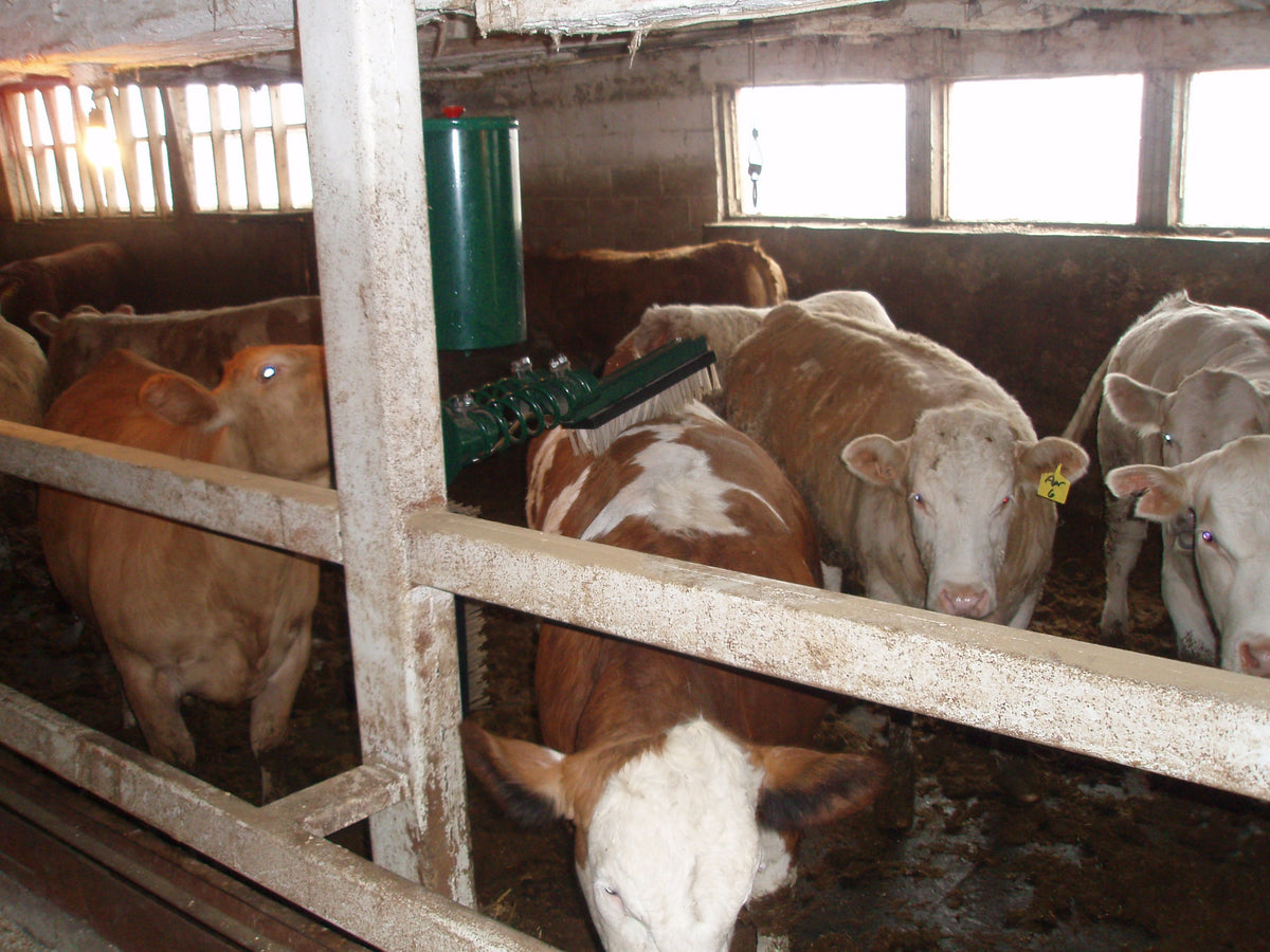 How to Choose the Best Cattle Oiler for Your Operation