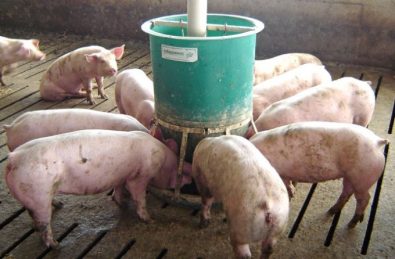 Why Portion Control Matters in Pig Feeders