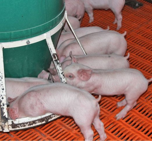 Managing Multiple Pig Feeder Systems Efficiently