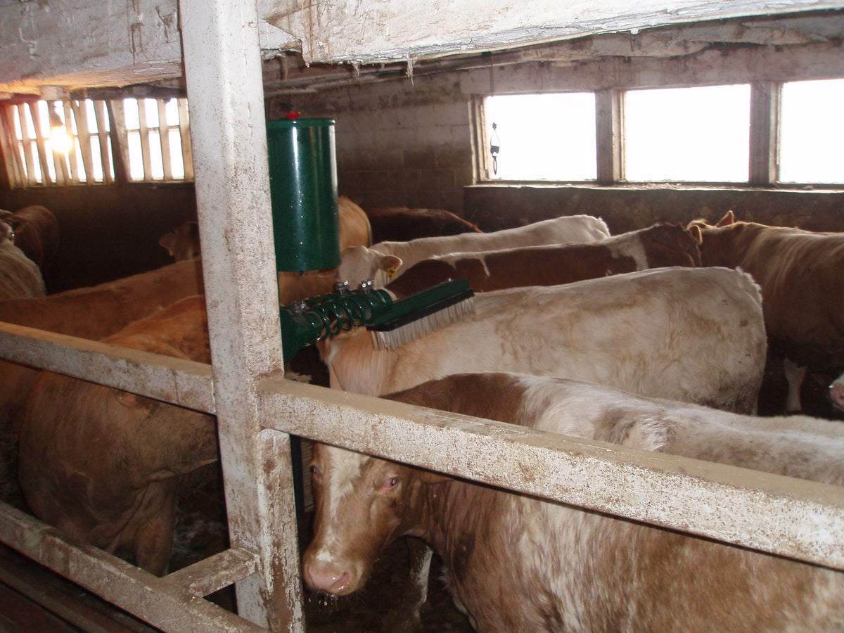 How Cattle Learn to Use Cattle Oilers