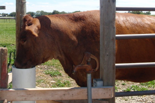 How Much Water Does a Cow Drink Per Day?