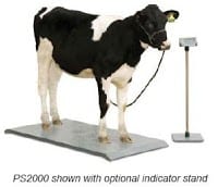Livestock Scales for Farms and Ranches