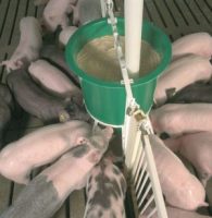 Wet Feed in Your Pig Feeder? Find the Moisture Source