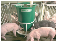 Common Pig Feeding Mistakes and How to Fix Them
