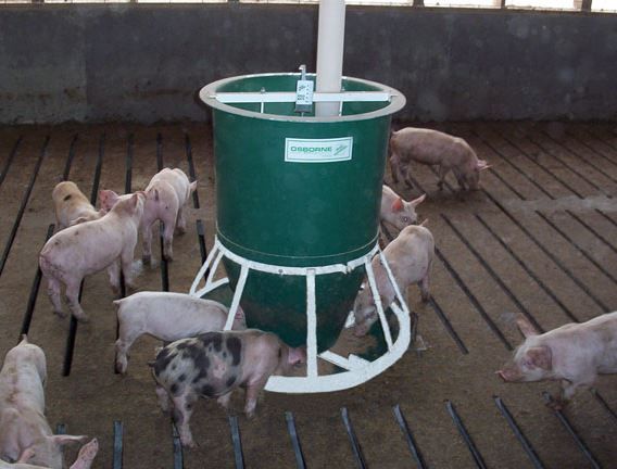 Pig Feeder Safety: Common Hazards and How to Prevent Them