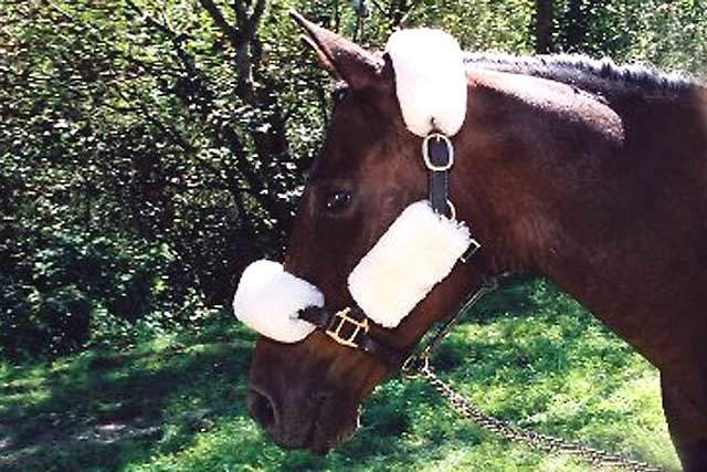 Bridle and Halter Covers