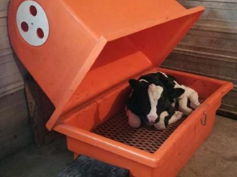 Calf Warmers