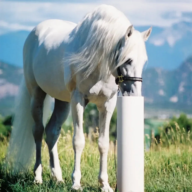 Drinking Post Waterer