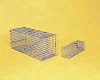Predator Traps