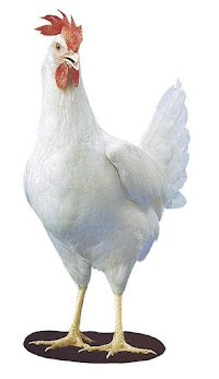 Poultry Supplies