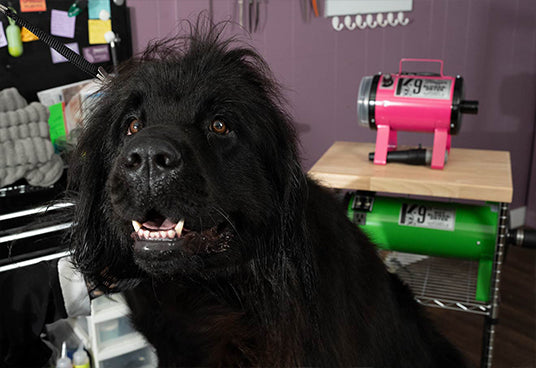 K-9 I Blower-Dryer